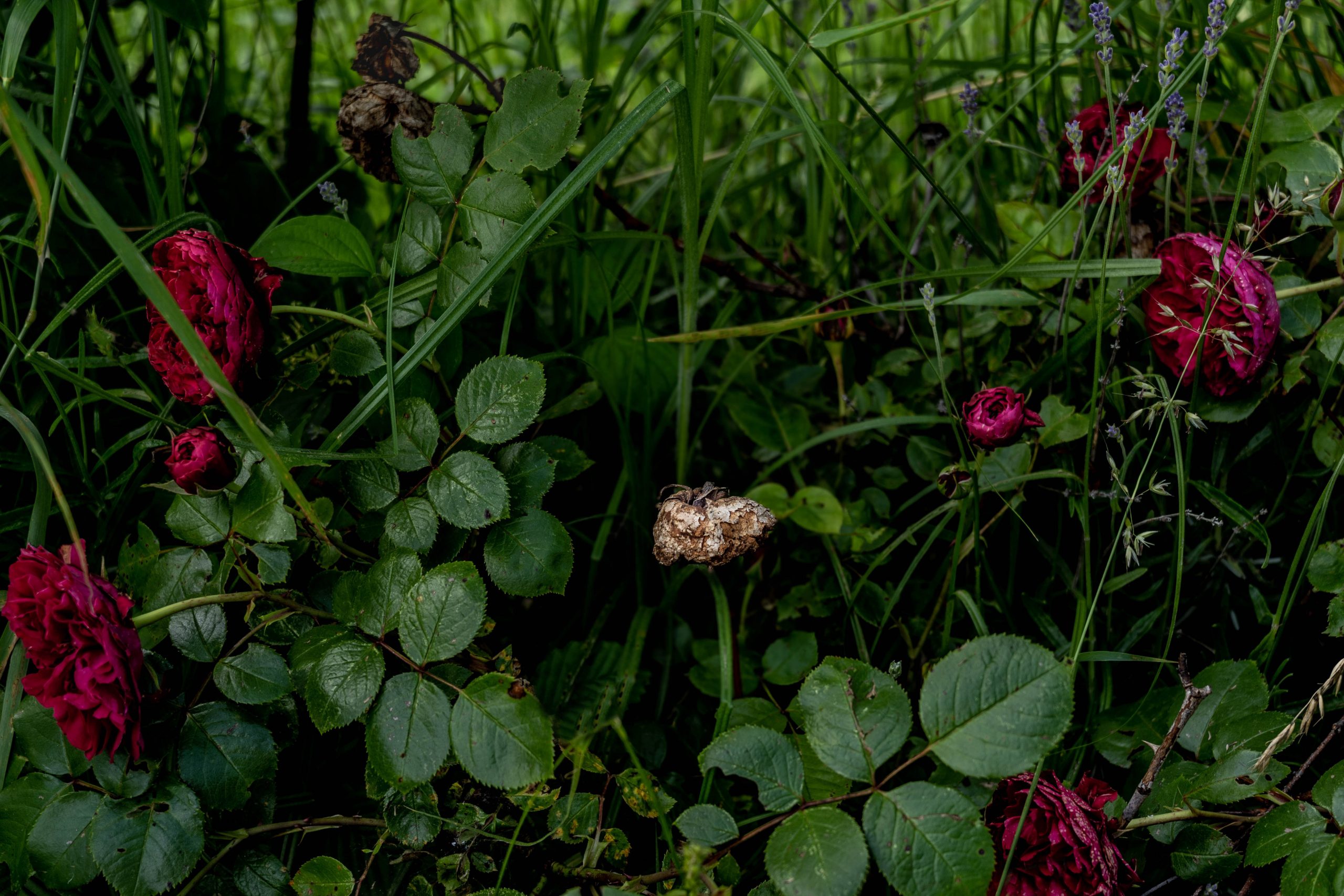 WEISSCHEN UND ROSENROT